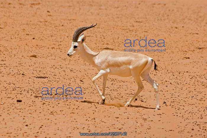 : Sand Gazelle : Sand Gazelle