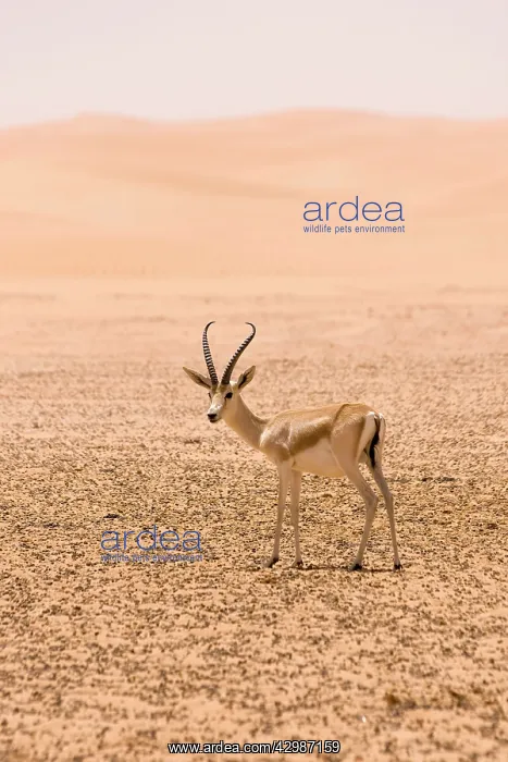 : Sand Gazelle : Sand Gazelle