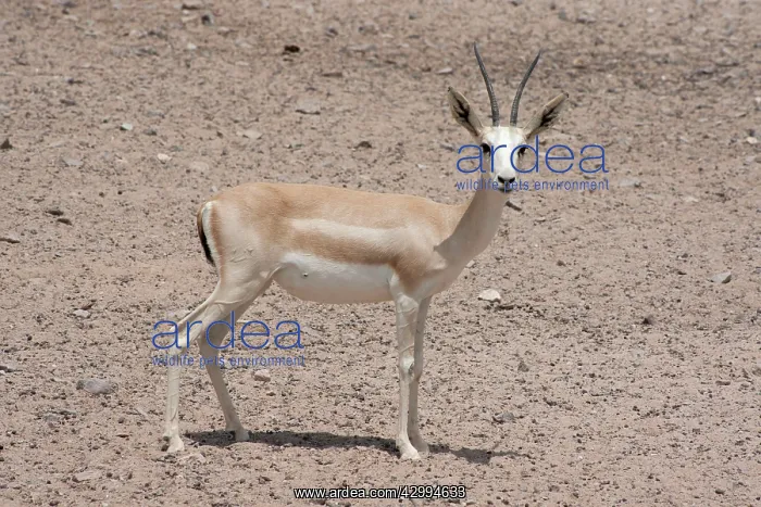 : Sand Gazelle : Sand Gazelle