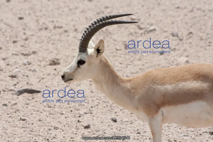 : Sand Gazelle : Sand Gazelle