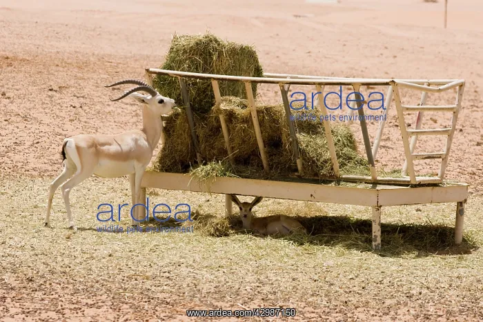 : Sand Gazelle - at alfalfa feeding station - baby : Sand Gazelle - at alfalfa feeding station - baby