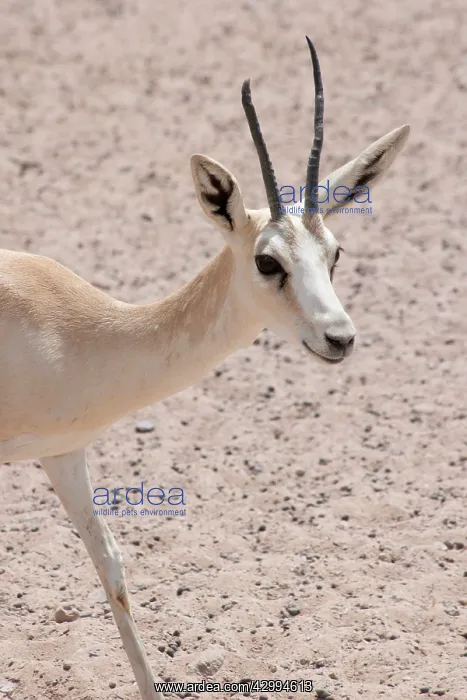 : Sand Gazelle - with deformed antler : Sand Gazelle - with deformed antler