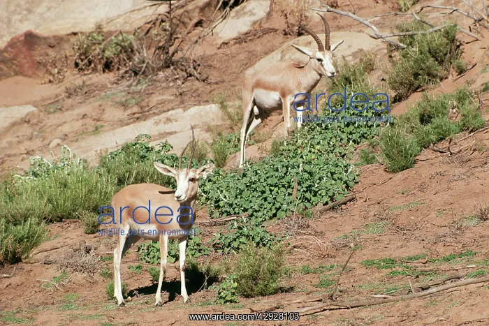 : SAND GAZELLE - Male & Female : SAND GAZELLE - Male & Female