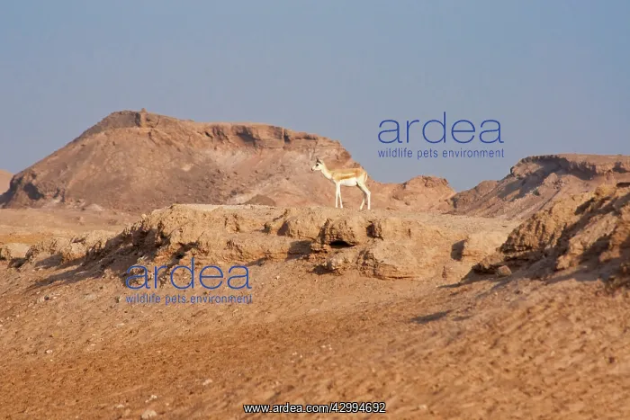 : Sand Gazelle - on rocky outcrop : Sand Gazelle - on rocky outcrop