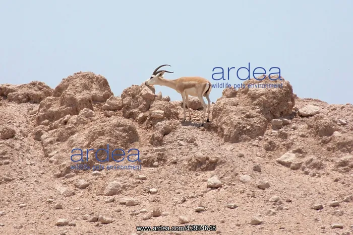 : Sand Gazelle - smelling rock : Sand Gazelle - smelling rock
