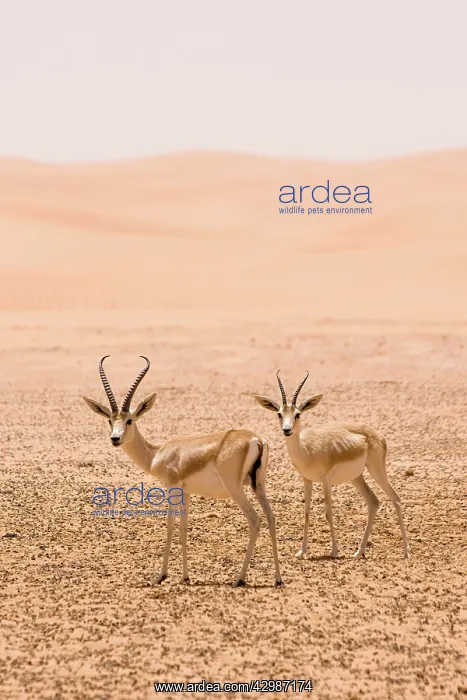 : Sand Gazelles : Sand Gazelles