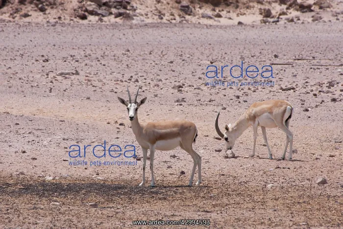 : Sand Gazelles : Sand Gazelles