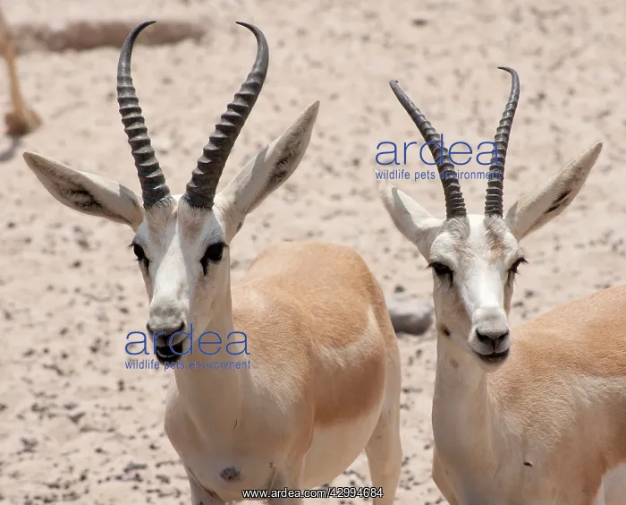 : Sand Gazelles : Sand Gazelles