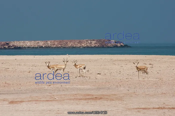 : Sand Gazelles - on beach : Sand Gazelles - on beach