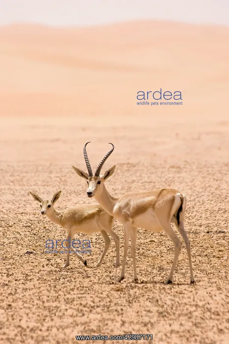 : Sand Gazelles - mother & kid : Sand Gazelles - mother & kid