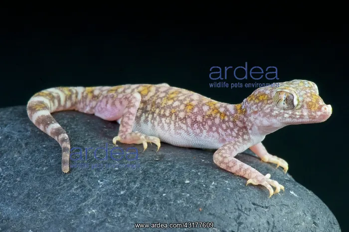 : Sand gecko (Stenodactylus sthenodactylus), Egypt : Sand gecko (Stenodactylus sthenodactylus), Egypt