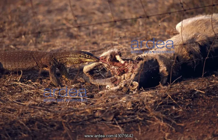 : Sand Goanna : Sand Goanna