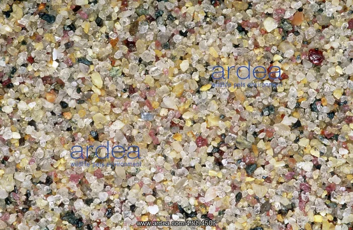 : Sand Grains from Long Island : Sand Grains from Long Island