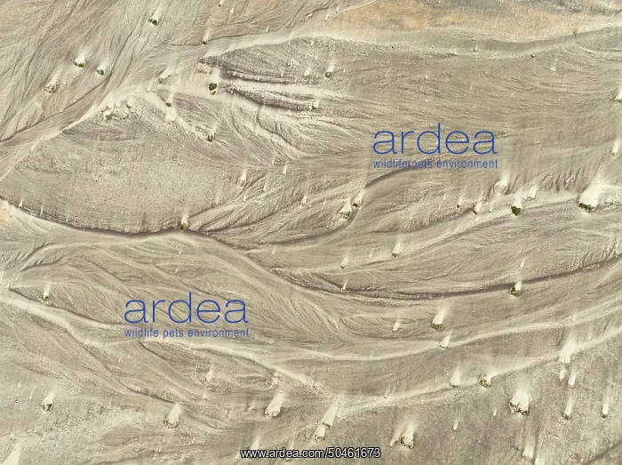 : Sand hummocks caused by dwarf shrubs : Sand hummocks caused by dwarf shrubs