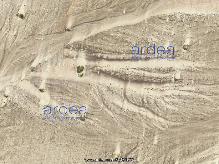 : Sand hummocks caused by dwarf shrubs : Sand hummocks caused by dwarf shrubs