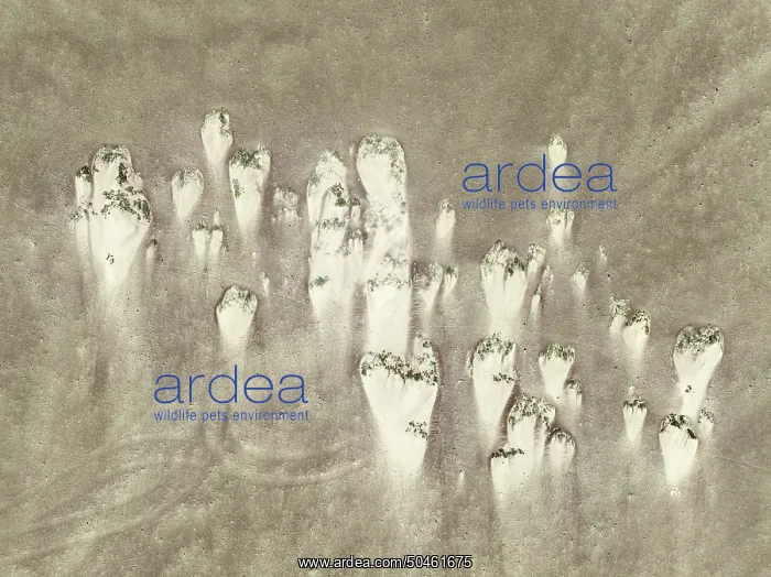 : Sand hummocks caused by dwarf shrubs : Sand hummocks caused by dwarf shrubs