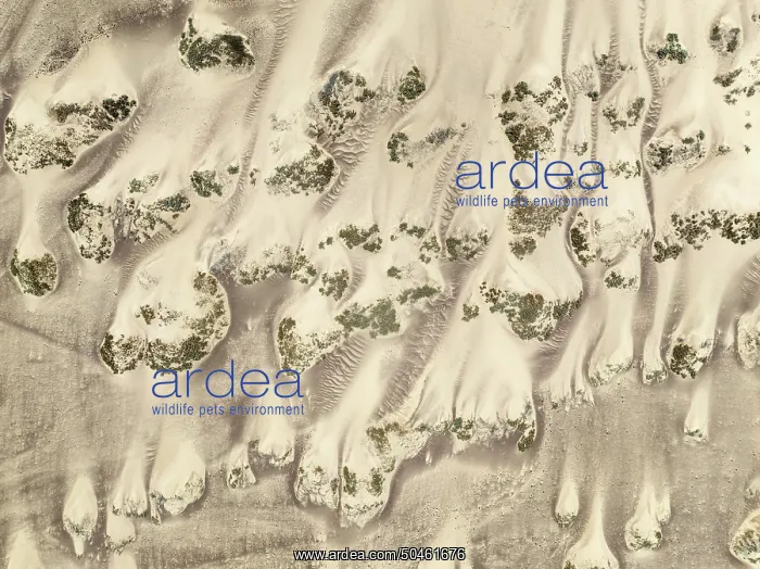 : Sand hummocks caused by dwarf shrubs : Sand hummocks caused by dwarf shrubs
