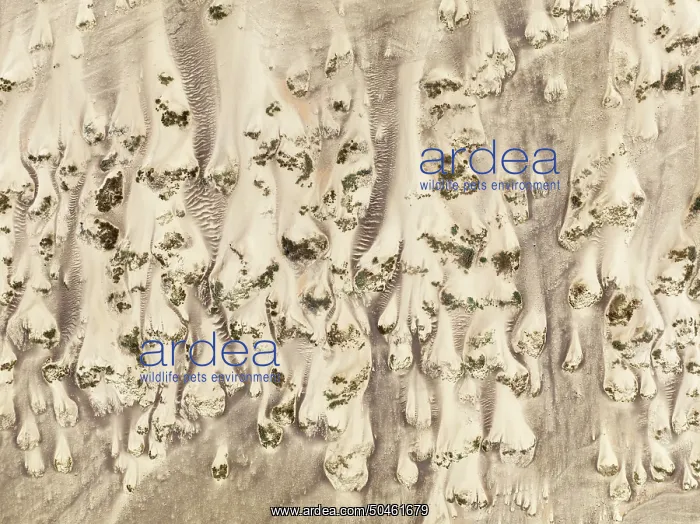 : Sand hummocks caused by dwarf shrubs : Sand hummocks caused by dwarf shrubs