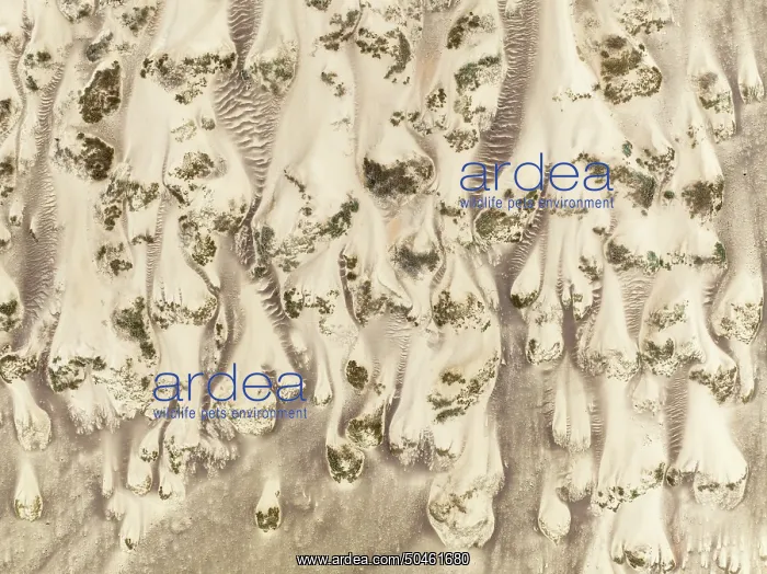 : Sand hummocks caused by dwarf shrubs : Sand hummocks caused by dwarf shrubs