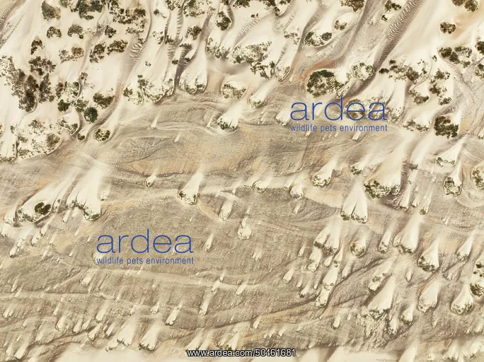 : Sand hummocks caused by dwarf shrubs : Sand hummocks caused by dwarf shrubs