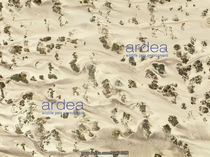 : Sand hummocks caused by dwarf shrubs : Sand hummocks caused by dwarf shrubs