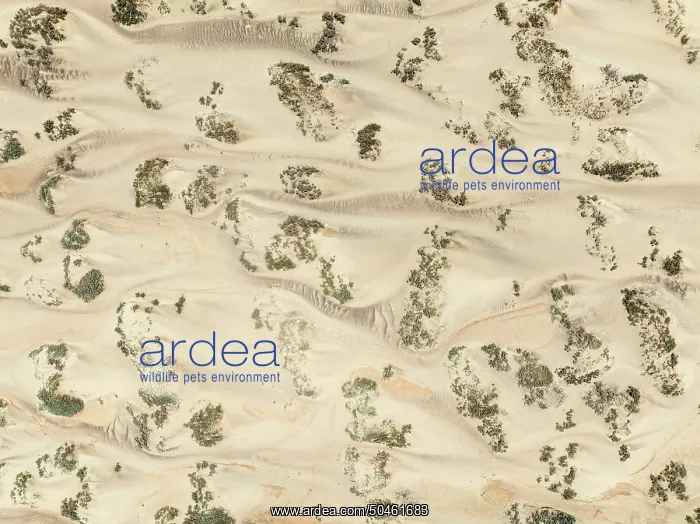 : Sand hummocks caused by dwarf shrubs : Sand hummocks caused by dwarf shrubs