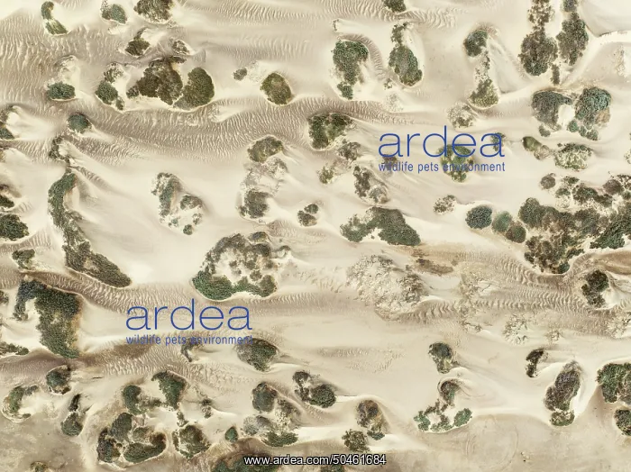 : Sand hummocks caused by dwarf shrubs : Sand hummocks caused by dwarf shrubs