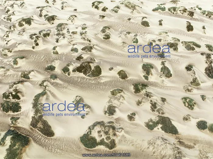 : Sand hummocks caused by dwarf shrubs : Sand hummocks caused by dwarf shrubs