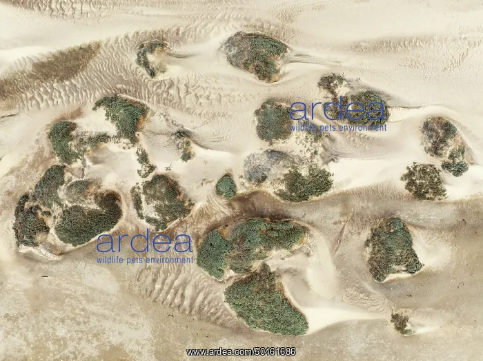 : Sand hummocks caused by dwarf shrubs : Sand hummocks caused by dwarf shrubs