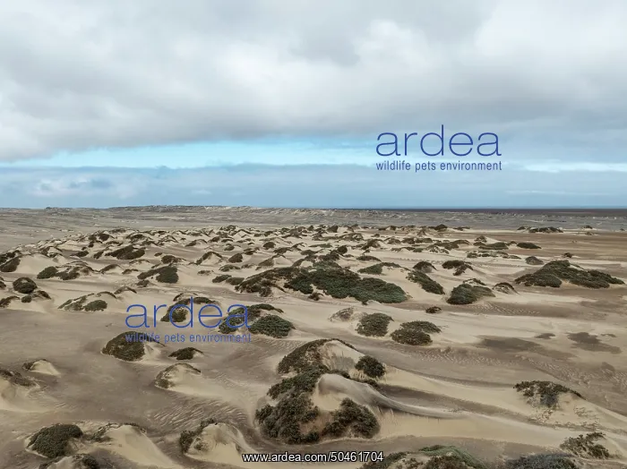 : Sand hummocks caused by dwarf shrubs : Sand hummocks caused by dwarf shrubs