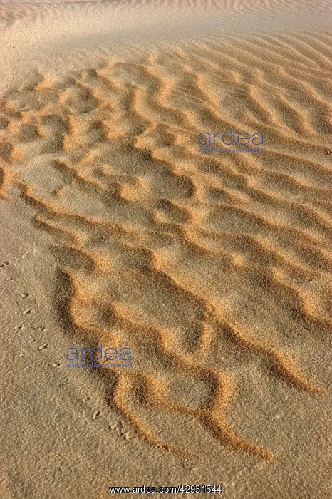 : SAND lines / waves above tide line : SAND lines / waves above tide line
