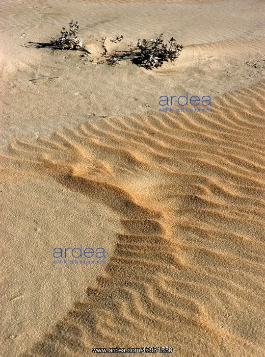 : SAND lines / waves above tide line : SAND lines / waves above tide line