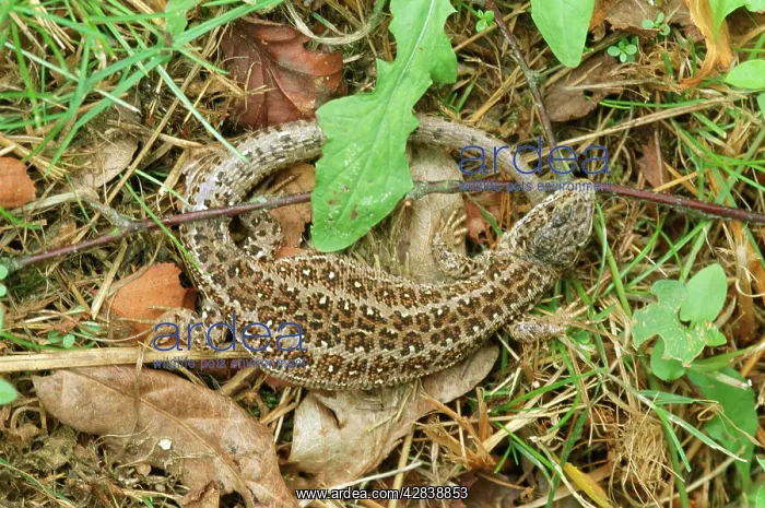 : Sand Lizard : Sand Lizard