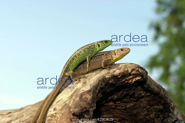 : Sand Lizard - two : Sand Lizard - two