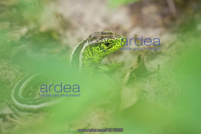 : Sand Lizard : Sand Lizard
