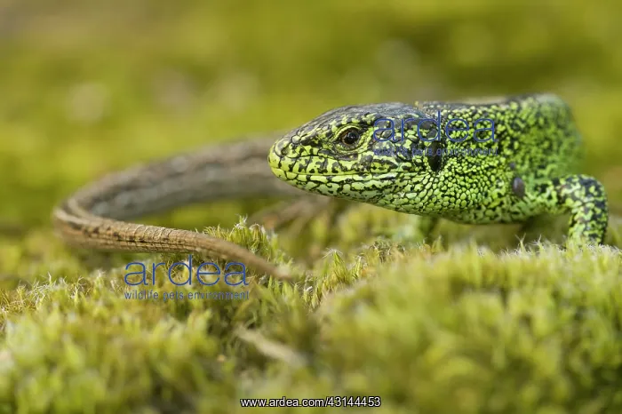 : Sand Lizard : Sand Lizard