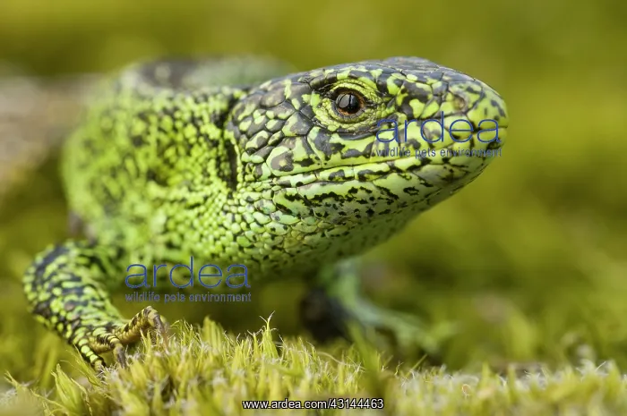 : Sand Lizard : Sand Lizard