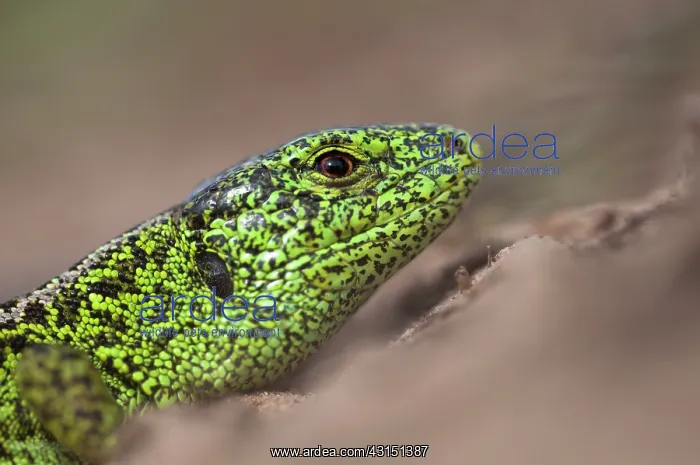  : Sand Lizard