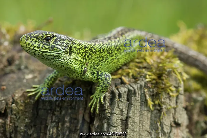 : Sand Lizard : Sand Lizard