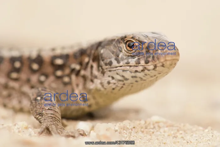 : Sand Lizard : Sand Lizard