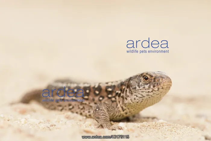 : Sand Lizard : Sand Lizard