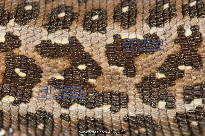 : Sand Lizard : Sand Lizard