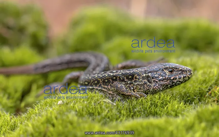 : Sand Lizard : Sand Lizard