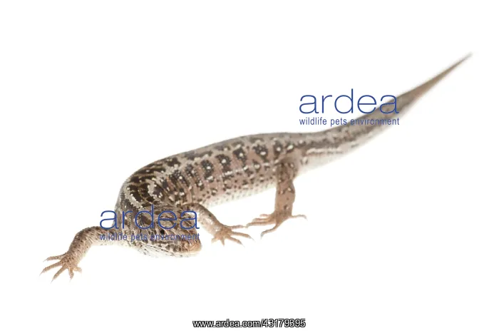  : Sand Lizard