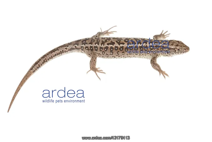 : Sand Lizard : Sand Lizard