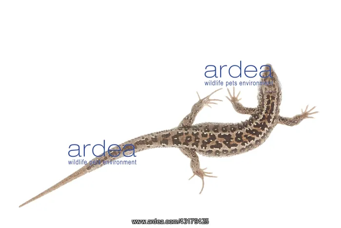 : Sand Lizard : Sand Lizard