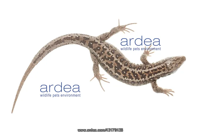 : Sand Lizard : Sand Lizard