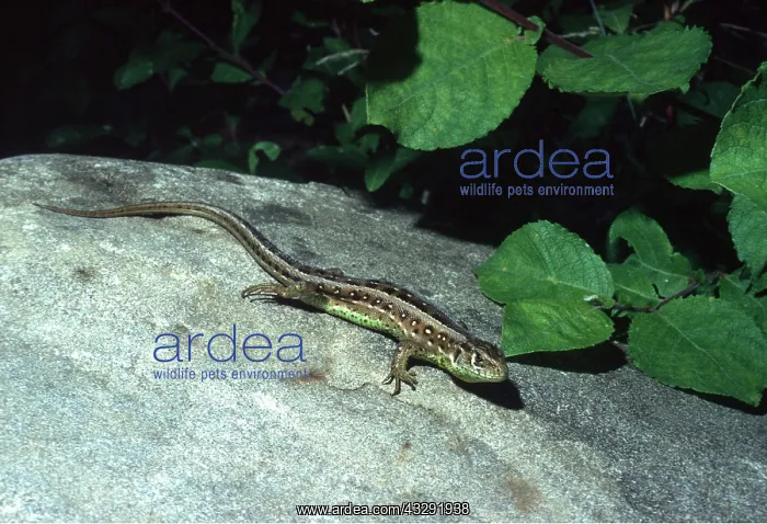: SAND LIZARD : SAND LIZARD