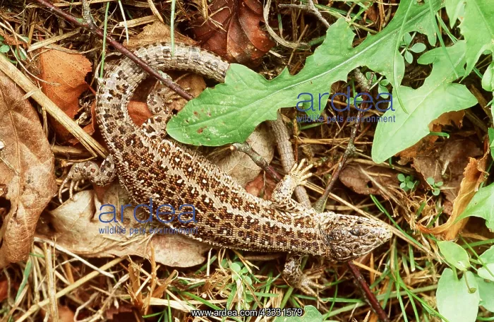 : SAND LIZARD : SAND LIZARD