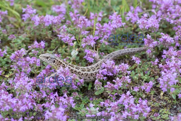 : Sand Lizard - adult female in purple flowers - Germany : Sand Lizard - adult female in purple flowers - Germany